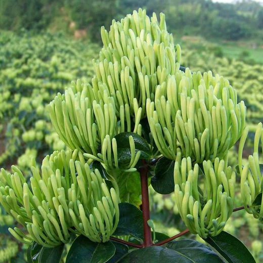 优选|隆回金银花茶  精选未开花花蕾 清新淡雅 甘甜柔和 回甘悠长 60克/罐 商品图2