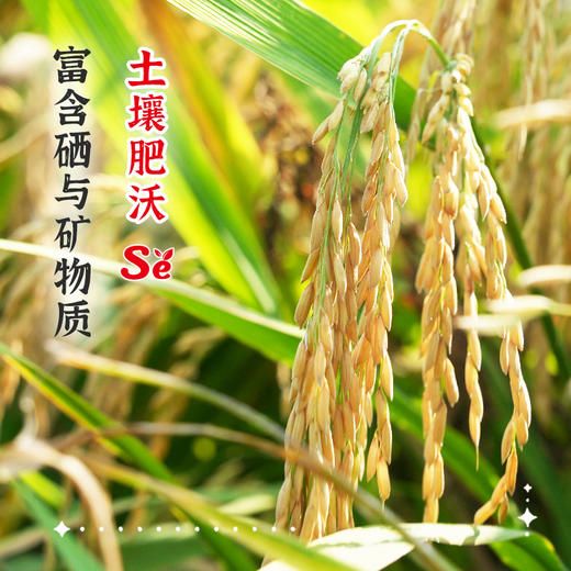 【陇间柒月】湖北恩施 柒月富硒大米2.5/5kg 商品图7