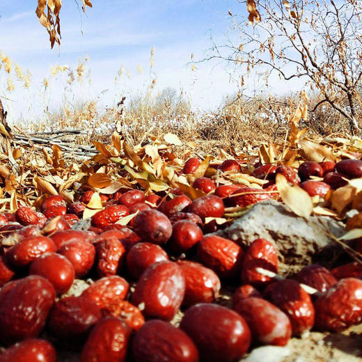 西遇三山记·若羌红枣150g*3  膳食搭档 早餐煲汤 商品图1