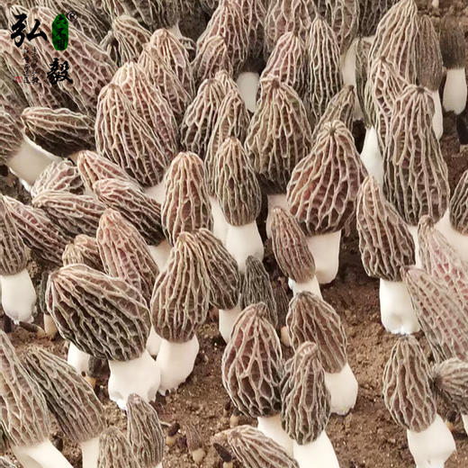 【弘毅六不用生态农场】六不用 羊肚菌 商品图4