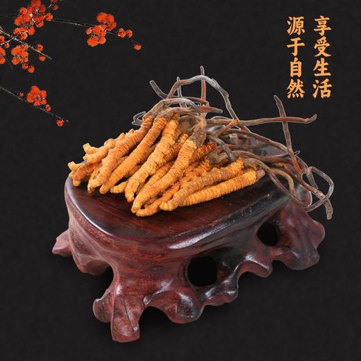 热卖【林下山参虫草礼盒装】长白山人参林下山参虫草礼盒装深山密林生长人参15g虫草2g 商品图2