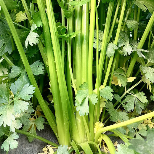 【榨汁推荐】云南良道有机西芹 枝干粗壮粗纤维少更适合榨汁顺丰包邮 商品图2