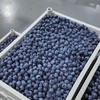云南基地直采 L25花香蓝莓 商品缩略图5
