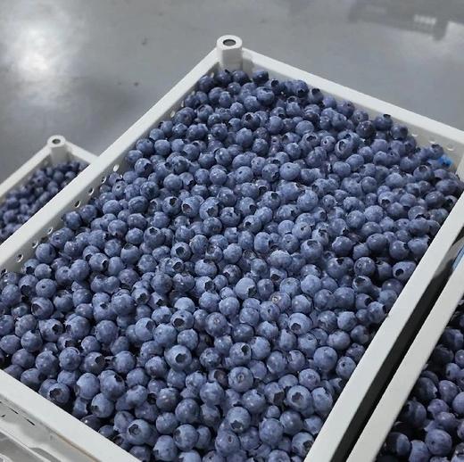 云南基地直采 L25花香蓝莓 商品图5