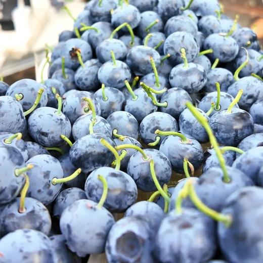云南基地直采 L25花香蓝莓 商品图1