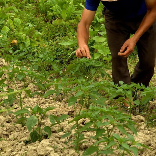 大山猫 恩施精选蔬菜包 6种应季蔬菜 现摘现发 6斤左右 商品图2