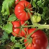【美味生鲜丨普罗旺斯水果西红柿4.5斤装】 高标准培育，自然成熟无激素，当日采摘发货，确保番茄新鲜度，果香浓郁沙瓤多汁，皮薄肉厚，汁水丰沛，孕妇宝宝都能吃，满口都是小时候的味道 商品缩略图5