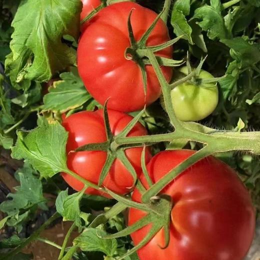 【美味生鲜丨普罗旺斯水果西红柿4.5斤装】 高标准培育，自然成熟无激素，当日采摘发货，确保番茄新鲜度，果香浓郁沙瓤多汁，皮薄肉厚，汁水丰沛，孕妇宝宝都能吃，满口都是小时候的味道 商品图5