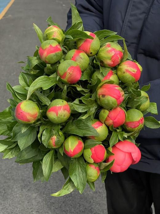 新西兰进口西瓜红落日珊瑚芍药花 商品图3