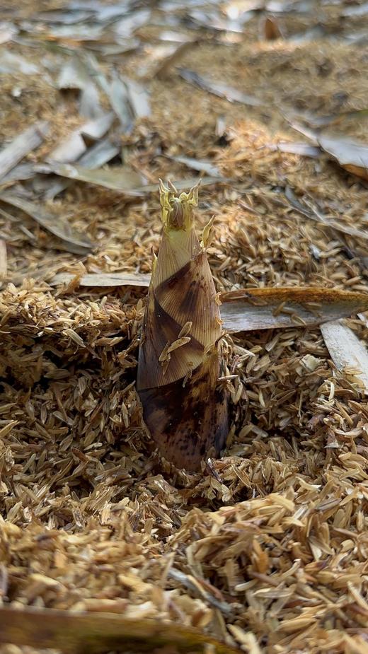 「春菜」临安天目山土雷竹春笋·又鲜又嫩 中笋 大笋 txa 商品图6