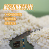 *物元农场双有机胚芽米新米东北粳米熬米油米汤杂粮粥饭胚芽粗粮|新米|全胚芽粳米 商品缩略图0