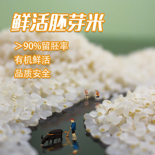 *物元农场双有机胚芽米新米东北粳米熬米油米汤杂粮粥饭胚芽粗粮|新米|全胚芽粳米 商品图0