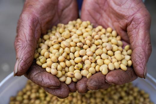 助农团购，5斤49.9云南高山农家自种非转基因小黄豆山地小黄豆香味足手工挑拣每一颗都是精选基地直邮 商品图4