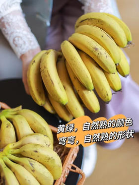 【天宝香蕉】正宗现割零添加新鲜当季水果非米蕉芭蕉红蕉