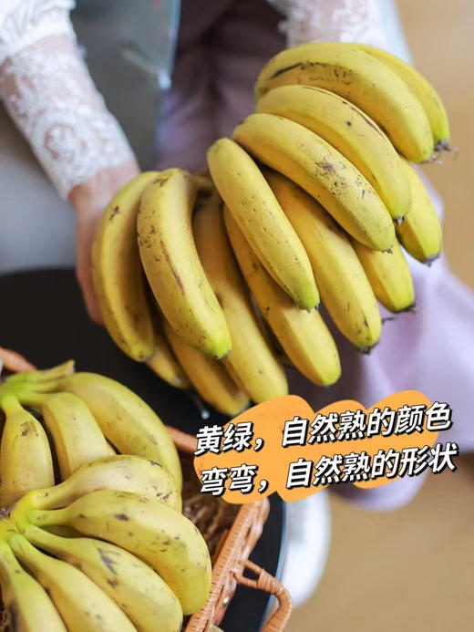 【天宝香蕉】正宗现割零添加新鲜当季水果非米蕉芭蕉红蕉 商品图0