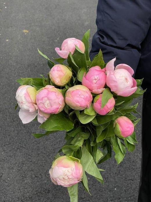 精品花材凯瑟琳娜芍药花5支 商品图7