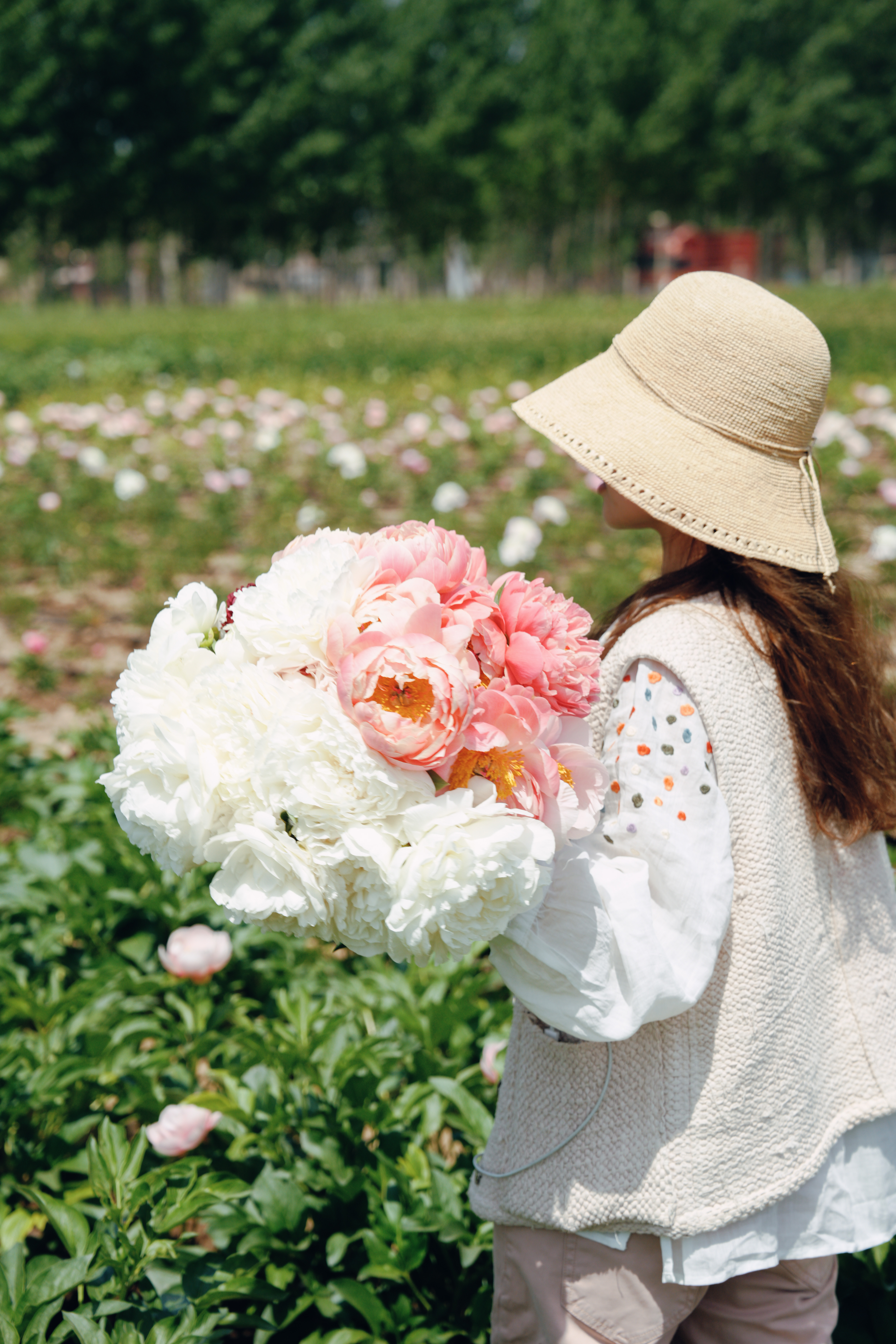 【预售！4.20陆续发出】2026简小姐精选芍药组合【我扎根生长，也自然流淌 】