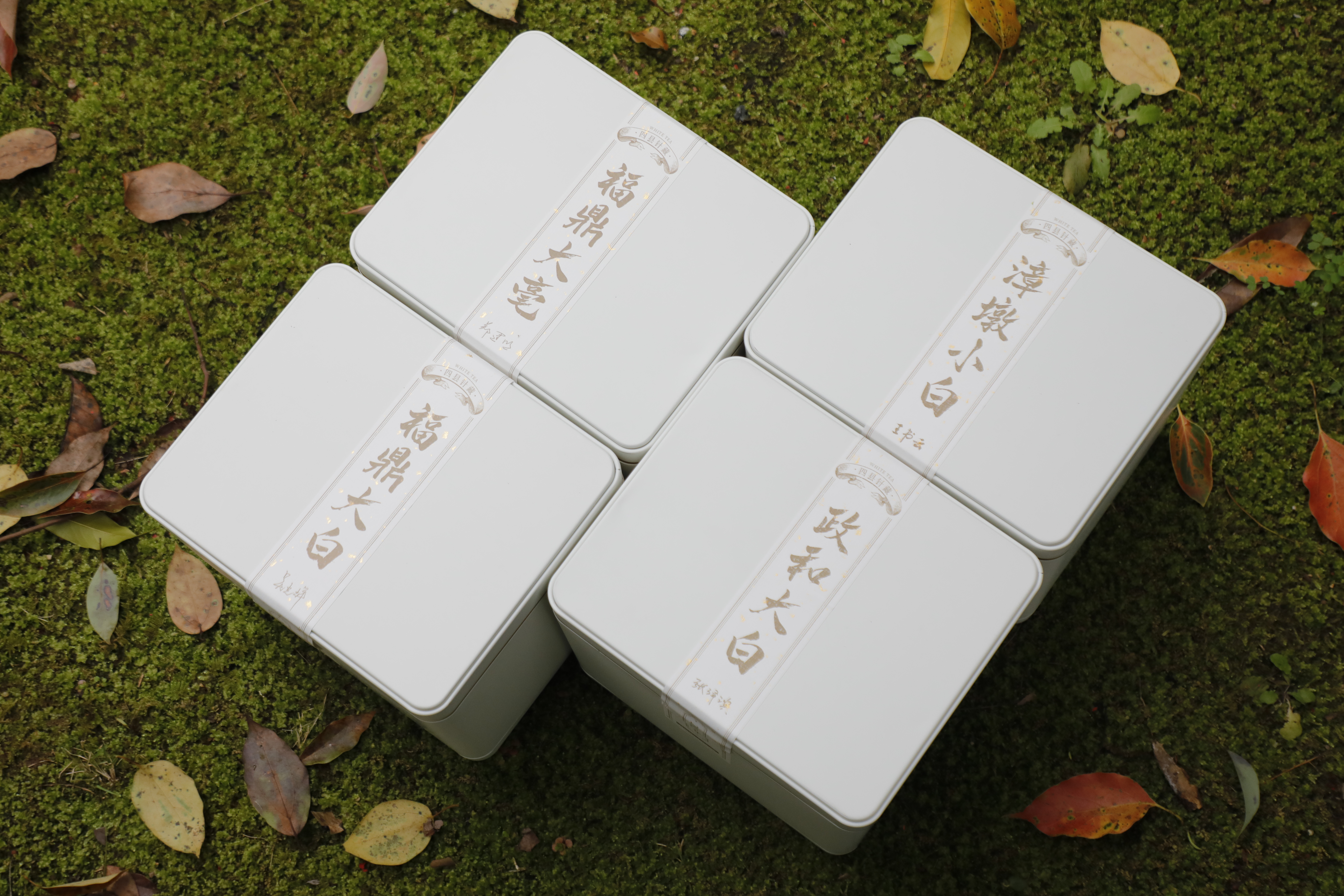 2025乙巳年银针集萃四县针藏