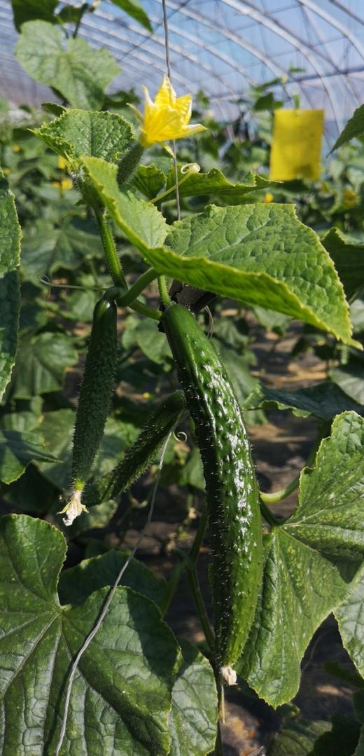 鸿翠园 有机蔬菜套餐 商品图1