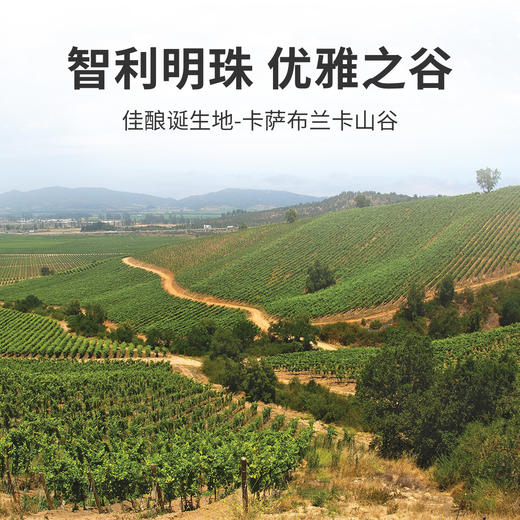 JS: 91卡萨布兰卡尼博山庄系列黑皮诺红葡萄酒 2021 智利Viña Casablanca Nimbus Pinot Noir Casablanca Valley DO 商品图2