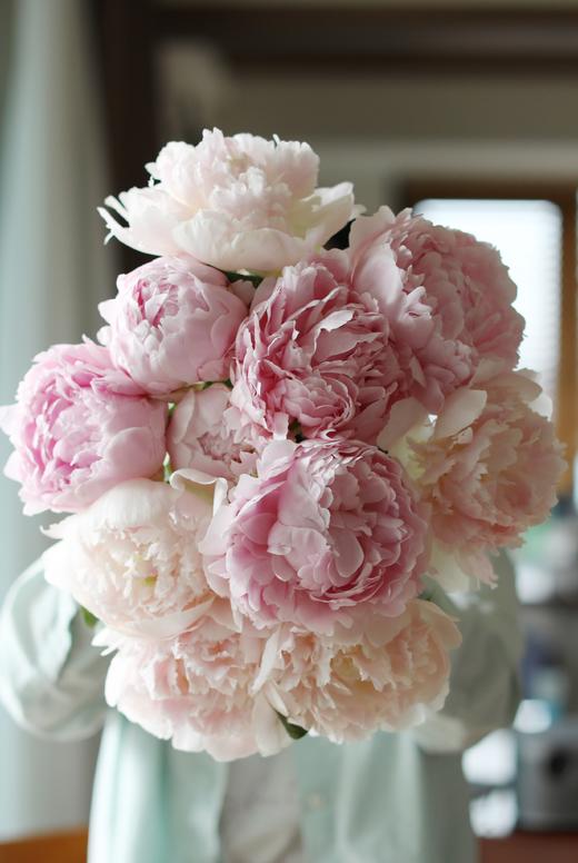 【预售！4.20起陆续发货】雪纺芍药【愿你到过世界尽头，依然好奇整个宇宙】 稀有少女粉  顺丰空运直发 商品图1