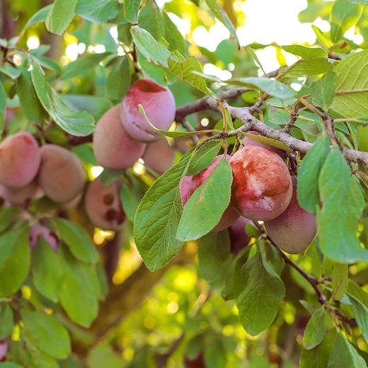 智利进口西梅J（电商款） 商品图1