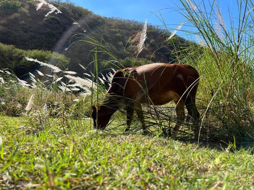只吃草的小黄牛肉 带有淡淡的奶香味，山林放养，肉质紧实、细腻 商品图5
