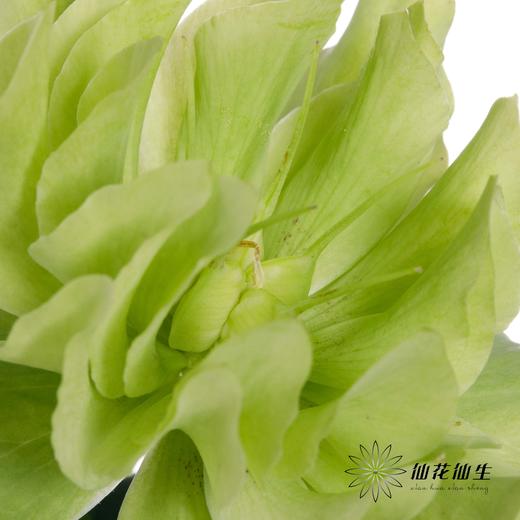 配花 | 兔葵重瓣翠绿 商品图2