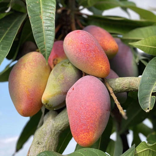 「一口爆汁」海南贵妃芒 净重3斤-9斤装 新鲜多汁 皮薄肉厚 核薄如卡 果香浓郁 口感清甜细腻 商品图12