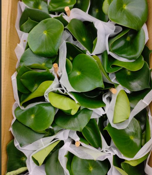 荷叶碧玉一盆 商品图0