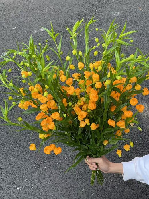 日本进口高端花材宫灯百合鲜切花 商品图5