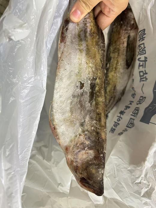 냉동명태/동태  두마리 (1200g좌우） 冷冻新鲜整条明太鱼 2条（2斤半左右） 商品图3