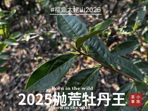 【2025春茶预订】 2025抛荒牡丹王，抛荒茶园的“头采”，香气清雅高贵，美，不可方物 商品图0