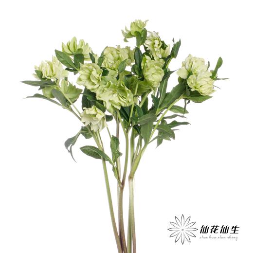 配花 | 兔葵重瓣翠绿 商品图3