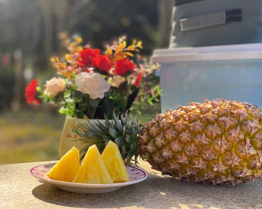 金钻凤梨 商品图3