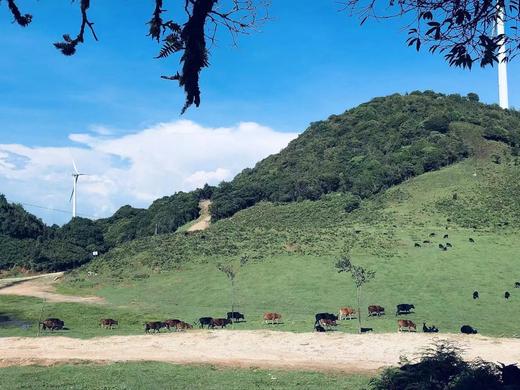 只吃草的小黄牛肉 带有淡淡的奶香味，山林放养，肉质紧实、细腻 商品图4