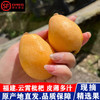 福建漳州云霄枇杷鲜果 当季新鲜时令水果（顺丰发货） 商品缩略图0