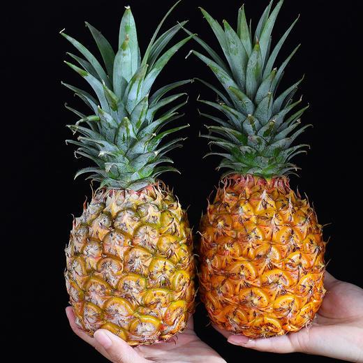 海南金钻凤梨二颗中大果净重4.1-4.5斤 商品图7