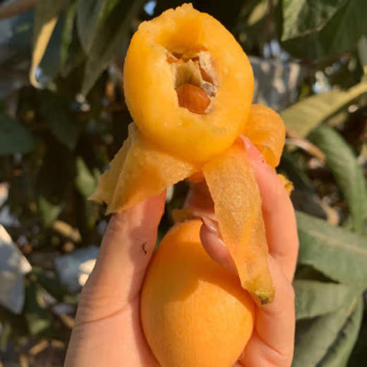 福建漳州云霄枇杷鲜果 当季新鲜时令水果（顺丰发货） 商品图2