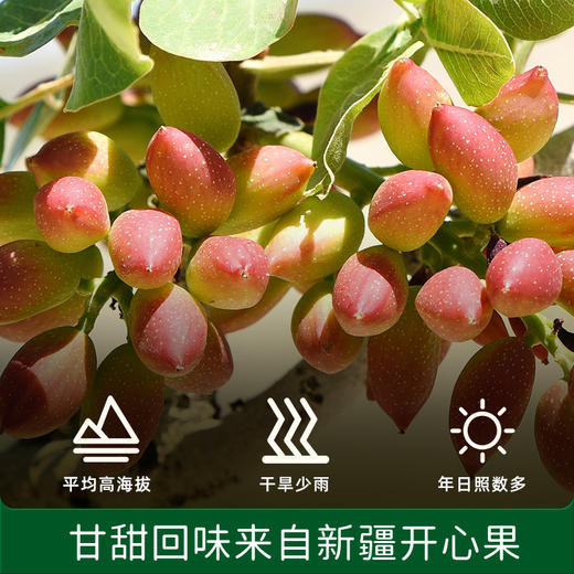 【新品尝鲜】碧欧奇开心果花生酱纯正宗无添加盐芝麻酱调料 商品图3