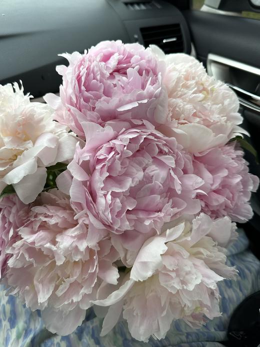 【预售！4.20起陆续发货】雪纺芍药【愿你到过世界尽头，依然好奇整个宇宙】 稀有少女粉  顺丰空运直发 商品图2