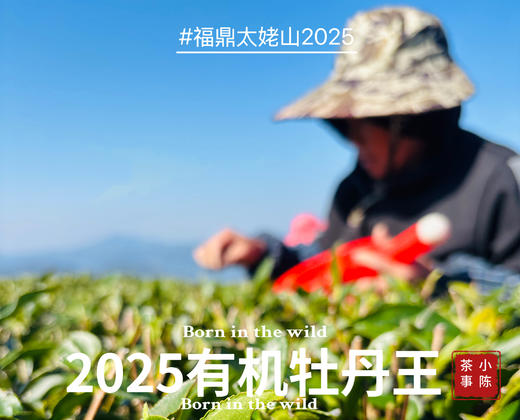 【2025春茶预订】2025有机牡丹王预订，花香温柔轻盈，汤水鲜而嫩，野蘑菇香气十足，毫香的感觉更明显 商品图0