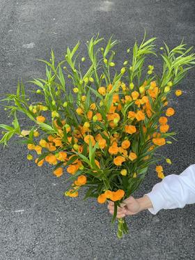 日本进口高端花材宫灯百合鲜切花