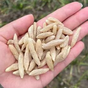 高山无硫精品麦冬|秋冬季需求高峰，好货量少价高，只有150斤。