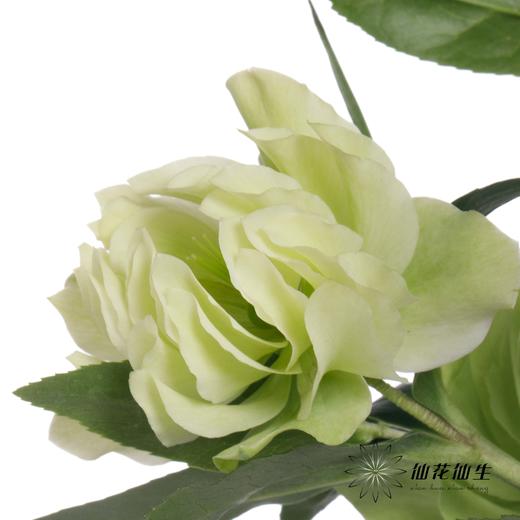 配花 | 兔葵重瓣翠绿 商品图7