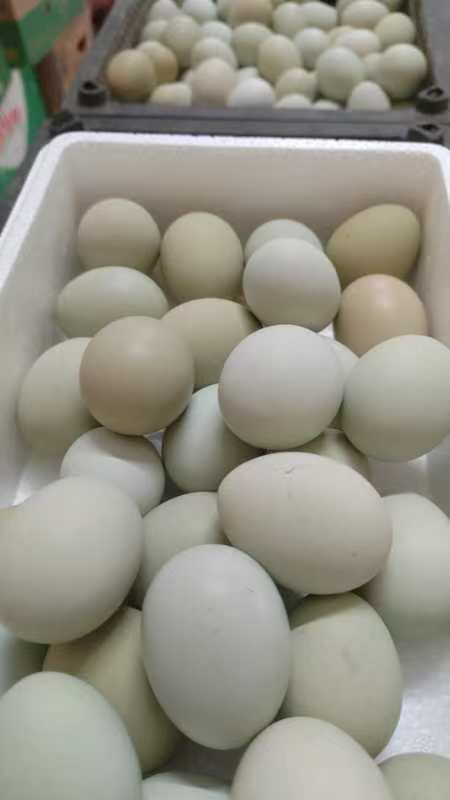 【惊爆价】庄河绿皮乌鸡蛋40枚装，全国可以邮寄（偏远地区除外） 商品图0