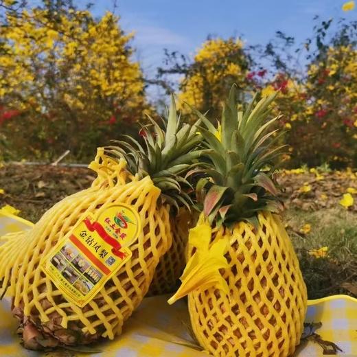 金钻凤梨 商品图4
