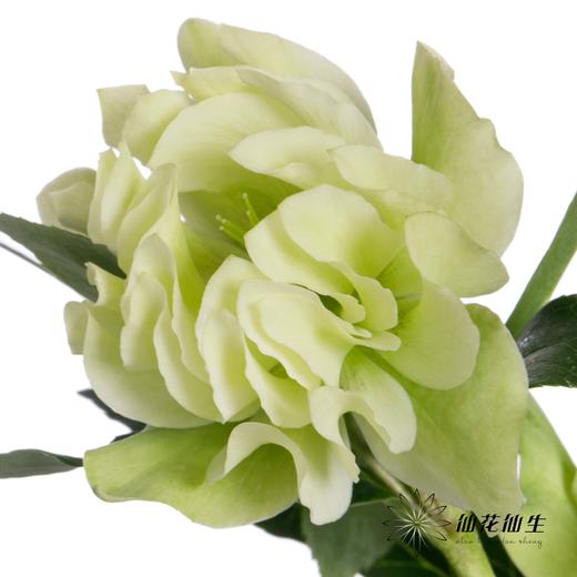 配花 | 兔葵重瓣翠绿 商品图1