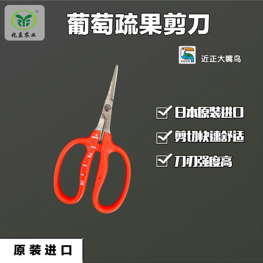 日本近正大嘴鸟--疏花疏果剪刀 商品图2
