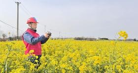 “鄂电红马甲”护航金色花海 助力乡村振兴